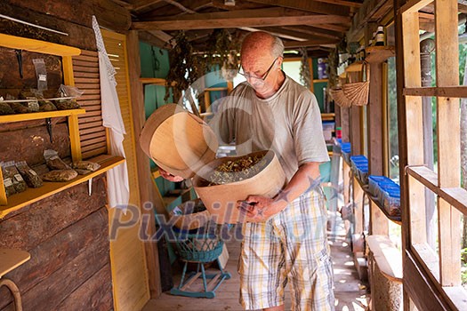 senior man gardener herbalist picking gathering fresh herbs for alternative medicine tea and poutting on balance senior man gardener herbalist picking gathering fresh herbs for alternative medicine tea and poutting on balance