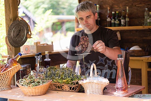 herbalist gardender small business owner picking gathering fresh herbs for alternative medicine tea and poutting on balance herbalist gardender small business owner picking gathering fresh herbs for alternative medicine tea and poutting on balance