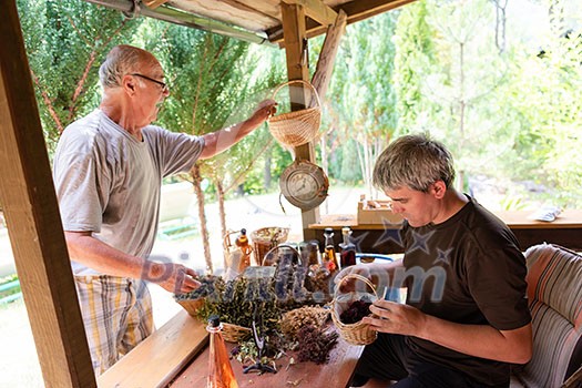 herbalist gardender small business owner picking gathering fresh herbs for alternative medicine tea and poutting on balance herbalist gardender small business owner picking gathering fresh herbs for alternative medicine tea and poutting on balance