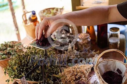 herbalist gardender small business owner picking gathering fresh herbs for alternative medicine tea and poutting on balance herbalist gardender small business owner picking gathering fresh herbs for alternative medicine tea and poutting on balance