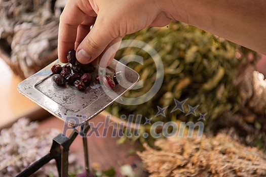 herbalist gardender small business owner picking gathering fresh herbs for alternative medicine tea and poutting on balance herbalist gardender small business owner picking gathering fresh herbs for alternative medicine tea and poutting on balance