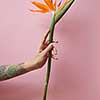 Female tattoo with arm holds orange tropical flower of strelitzia on pink background with space for text. Natural layout for postcard