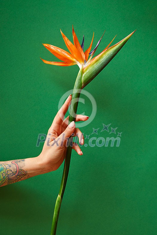 Female's hand with tattoo holds nice fresh flower strelitzia on a green background. Place for text. Congratulation for Woman's or Mother's Day. Female's hand with tattoo holds nice fresh flower strelitzia on a green background. Place for text. Congratulation for Woman's or Mother's Day.