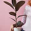 A smiling girl with a tattoo holds a pot with a ficus flower around a pink background with copy space. Mother's Day Gift Concept