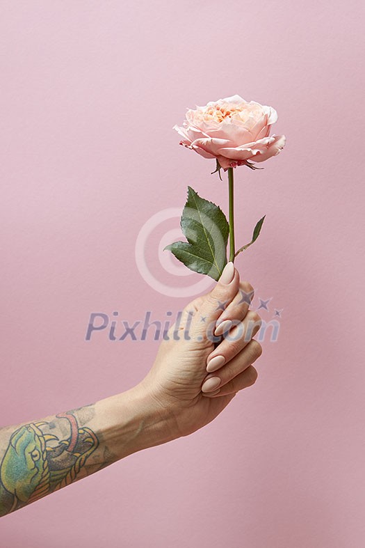 Rose with green leaves in the hand of a woman around a pink background with space for text. Present Rose with green leaves in the hand of a woman around a pink background with space for text. Present