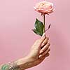 Rose with green leaves in the hand of a woman around a pink background with space for text. Present