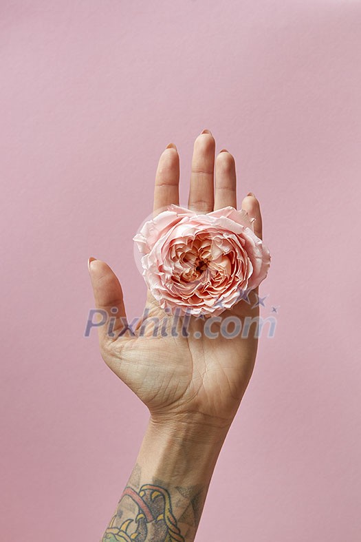 Beautiful rosebud holds female hand with tattoo around pink background with space for text. Valentine's day card Beautiful rosebud holds female hand with tattoo around pink background with space for text. Valentine's day card