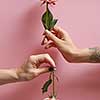 Women's hands are holding roses up and down on a pink background with copy space. Postcard layout