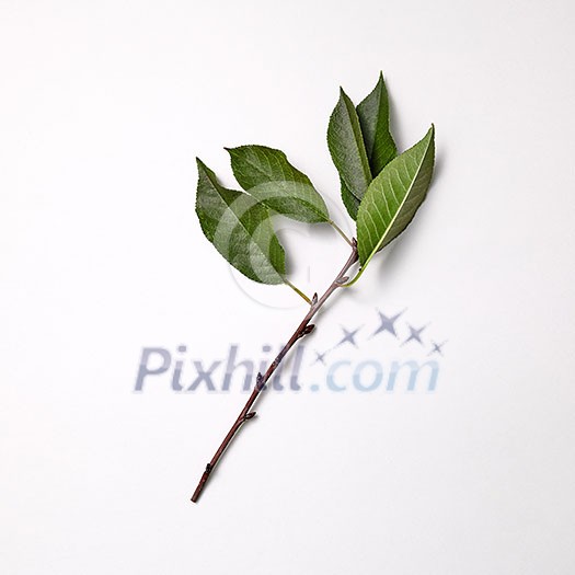 Cherry branch with green leaves on a gray background with copy space. Spring concept. Top view Cherry branch with green leaves on a gray background with copy space. Spring concept. Top view