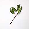 Cherry branch with green leaves on a gray background with copy space. Spring concept. Top view