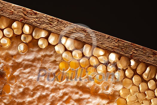 Healthy honey in comb on a black background with space for text. Network generation concept. Macro photo Healthy honey in comb on a black background with space for text. Network generation concept. Macro photo