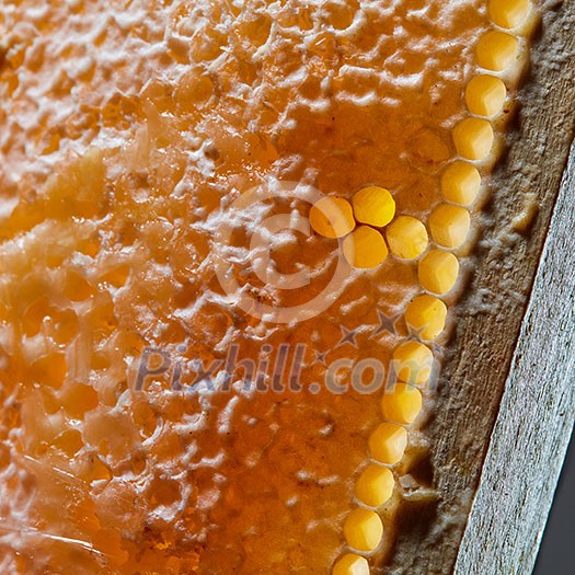 Macro photo of wax honeycombs with organic honey. Next Generation Concept or Network Generation. Macro photo of wax honeycombs with organic honey. Next Generation Concept or Network Generation.