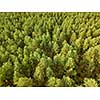 Aerial view of the drone green spaces trees in the summer day. Natural summer background