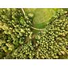 Aerial view from the drone forest foliage with green glade and winding road on a clear summer day. Top view