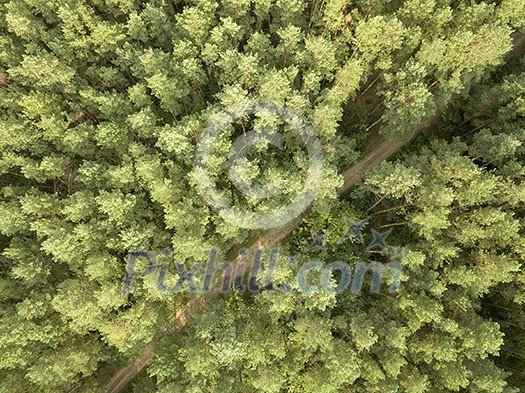 Top view on a sunny summer day on a dirt road through the foliage of the forest. Natural background. Aerial view from the drone Top view on a sunny summer day on a dirt road through the foliage of the forest. Natural background. Aerial view from the drone