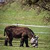Two donkeys definitely not talking to each other
