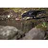 Common raven (Corvus corax), also known as the northern raven having a drink of fresh water from a little stream in mountains - bird in its natural habitat, wildlife photography