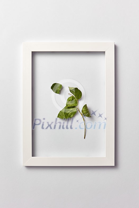 Decorative composition from green leaf branch in a rectangular frame on a light gray background. Flat lay, place for text. Decorative composition from green leaf branch in a rectangular frame on a light gray background. Flat lay, place for text.