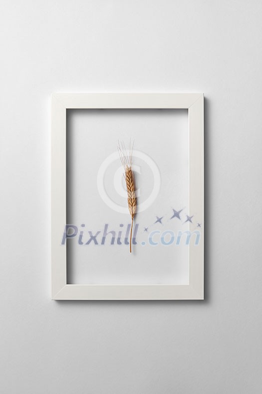 Natural eco frame with rye ear on a light gray background. Place for text. Top view. Organic vegan food concept. Natural eco frame with rye ear on a light gray background. Place for text. Top view. Organic vegan food concept.