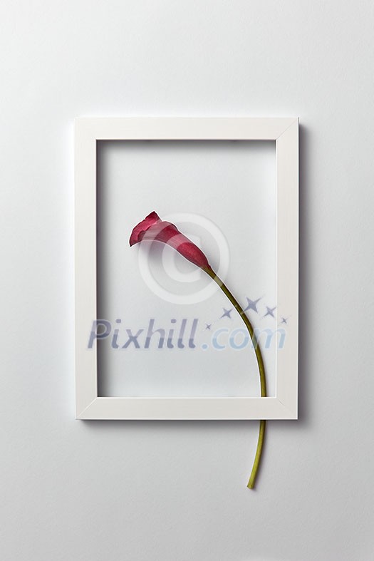 Creative composition with fresh red calla lily flower in a regtangular frame on a light gray background. Greeting card for Mother's Day, place for text. Flat lay Creative composition with fresh red calla lily flower in a regtangular frame on a light gray background. Greeting card for Mother's Day, place for text. Flat lay