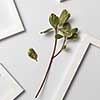 Herbal composition with fresh natural ficus leaf and empty frames on a light gray background. Place for text. Flat lay.