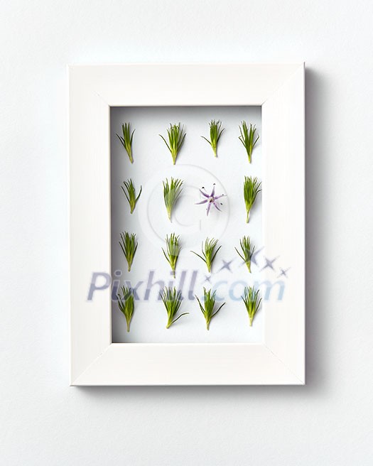 Rectangular eco frame with young pine twigs needles and one spring flower on a light gray background. Place for text. Top view. Rectangular eco frame with young pine twigs needles and one spring flower on a light gray background. Place for text. Top view.