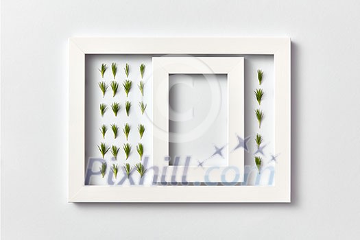Empty frame with copy space and herbal pattern of young pine needles in a rectangular frame on a light gray background, place for text. Flat lay. Greeting card Empty frame with copy space and herbal pattern of young pine needles in a rectangular frame on a light gray background, place for text. Flat lay. Greeting card