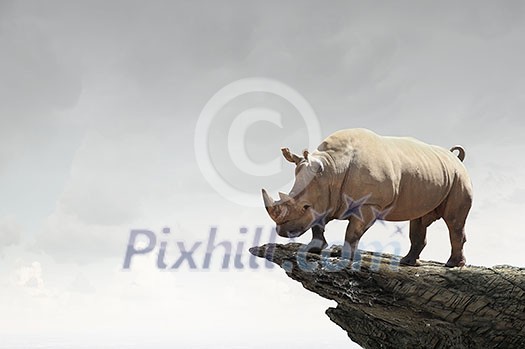 Big rhino animal outdoors as symbol of power and leadership Big rhino animal outdoors as symbol of power and leadership
