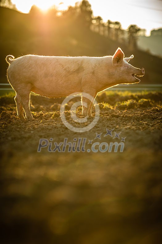 Pigs eating on a meadow in an organic meat farm Pigs eating on a meadow in an organic meat farm
