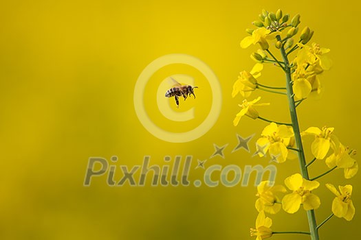 Bee collecting the nectar from colza flowers