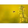 Bee collecting the nectar from colza flowers