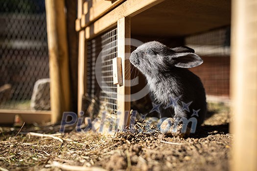 Cute baby rabbits in a farm Cute baby rabbits in a farm