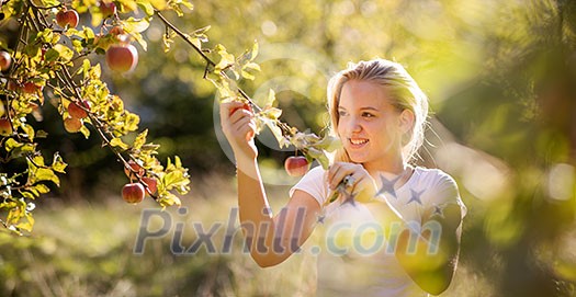 Cute girl picking apples in an orchard having fun harvesting the ripe fruits of her family's labour (color toned image)
