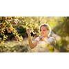 Cute girl picking apples in an orchard having fun harvesting the ripe fruits of her family's labour (color toned image)