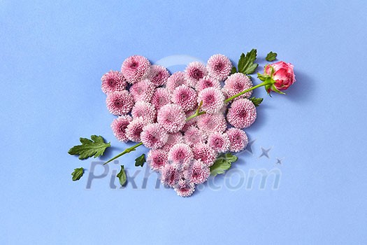 Creative post card from hardy chrysanthemum flowers heart and rose as an arrow on a serenity color background with copy space. Congratulation card. Creative post card from hardy chrysanthemum flowers heart and rose as an arrow on a serenity color background with copy space. Congratulation card.