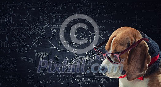 Cute dog in glasses reading book. Mixed media Cute dog in glasses reading book. Mixed media