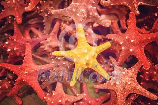 top view of Plenty starfish top view of Plenty starfish