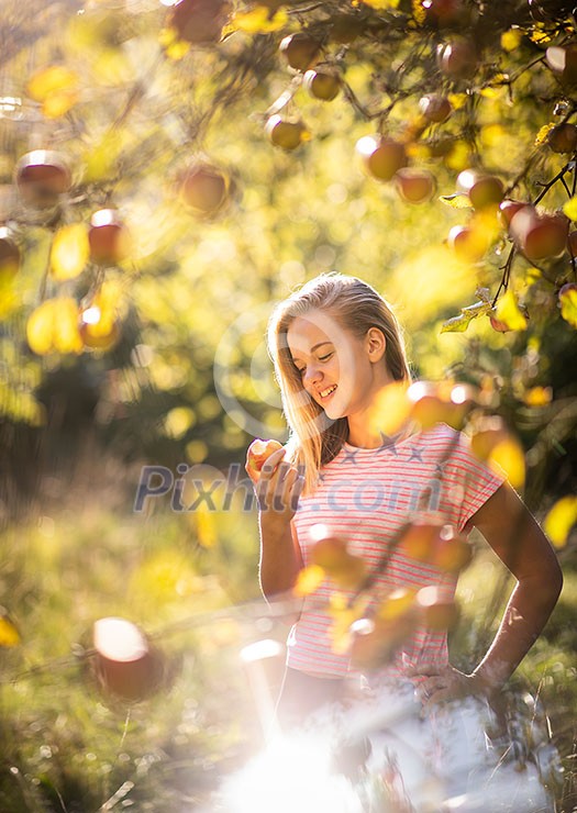 Cute girl picking apples in an orchard having fun harvesting the ripe fruits of her family's labour (color toned image) Cute girl picking apples in an orchard having fun harvesting the ripe fruits of her family's labour (color toned image)