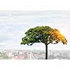 Crown of green tree on blue sky background for forestation concept . Mixed media