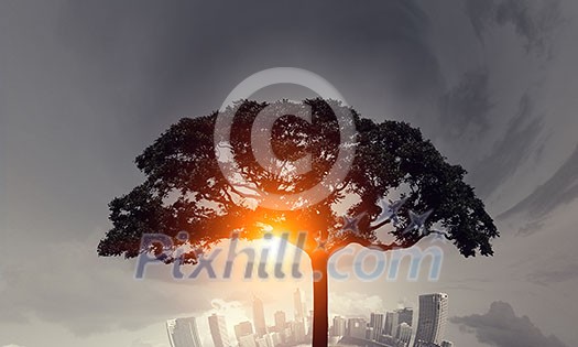 Crown of green tree on blue sky background for forestation concept . Mixed media Crown of green tree on blue sky background for forestation concept . Mixed media
