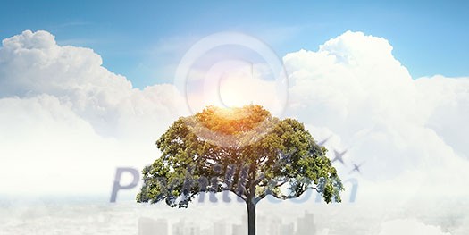 Crown of green tree on blue sky background for forestation concept . Mixed media Crown of green tree on blue sky background for forestation concept . Mixed media