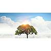 Crown of green tree on blue sky background for forestation concept . Mixed media