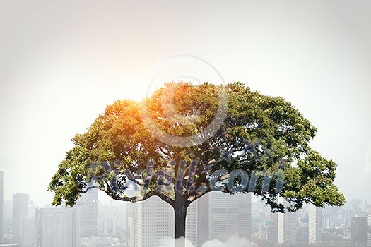 Crown of green tree on blue sky background for forestation concept . Mixed media Crown of green tree on blue sky background for forestation concept . Mixed media