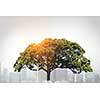 Crown of green tree on blue sky background for forestation concept . Mixed media