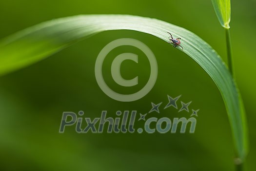 Tick (Ixodes ricinus) waiting for its victim on a grass blade - parasite potentionally carrying dangerous diseases Tick (Ixodes ricinus) waiting for its victim on a grass blade - parasite potentionally carrying dangerous diseases