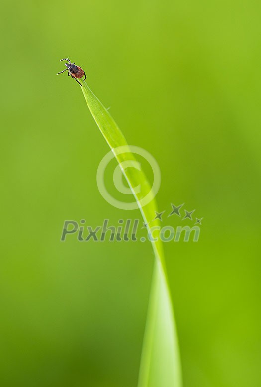 Tick (Ixodes ricinus) waiting for its victim on a grass blade - parasite potentionally carrying dangerous diseases Tick (Ixodes ricinus) waiting for its victim on a grass blade - parasite potentionally carrying dangerous diseases