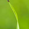 Tick (Ixodes ricinus) waiting for its victim on a grass blade - parasite potentionally carrying dangerous diseases