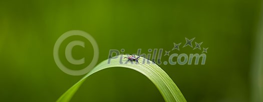 Tick (Ixodes ricinus) waiting for its victim on a grass blade - parasite potentionally carrying dangerous diseases Tick (Ixodes ricinus) waiting for its victim on a grass blade - parasite potentionally carrying dangerous diseases