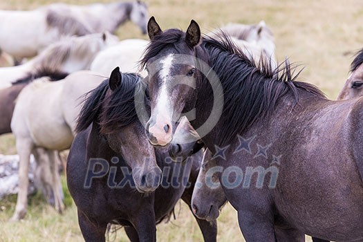 portrait of beautiful wild horses with long mane while graze in the meadow portrait of beautiful wild horses with long mane while graze in the meadow