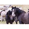 portrait of beautiful wild horses with long mane while graze in the meadow